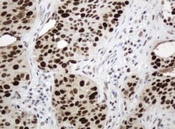 PCNA Monoclonal Antibody (OTI1H10), TrueMAB , OriGene 100 &mu;L; Unconjugated:Antibodies,