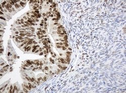 PCNA Monoclonal Antibody (OTI1H10), TrueMAB , OriGene:Antibodies:Primary