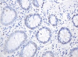 PCNA Monoclonal Antibody (OTI1H10), TrueMAB , OriGene 100 &mu;L; Unconjugated:Antibodies,