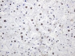 PCNA Monoclonal Antibody (OTI1H10), TrueMAB , OriGene 100 &mu;L; Unconjugated:Antibodies,