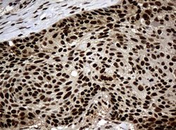 PCNA Monoclonal Antibody (OTI6A10), TrueMAB , OriGene 100 &mu;L; Unconjugated:Antibodies,