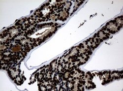 PCNA Monoclonal Antibody (OTI6A10), TrueMAB , OriGene 100 &mu;L; Unconjugated:Antibodies,
