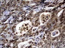 PCNA Monoclonal Antibody (OTI6A10), TrueMAB , OriGene 100 &mu;L; Unconjugated:Antibodies,