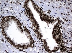 PCNA Monoclonal Antibody (OTI6A10), TrueMAB , OriGene 100 &mu;L; Unconjugated:Antibodies,