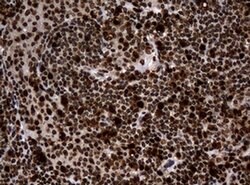 PCNA Monoclonal Antibody (OTI6A10), TrueMAB , OriGene 100 &mu;L; Unconjugated:Antibodies,