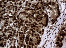 PCNA Monoclonal Antibody (OTI6A10), TrueMAB , OriGene 100 &mu;L; Unconjugated:Antibodies,