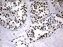 PCNA Monoclonal Antibody (OTI6B6), TrueMAB , OriGene 100 &mu;L; Unconjugated:Antibodies,