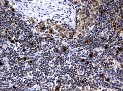 PCNA Monoclonal Antibody (OTI6B6), TrueMAB , OriGene 100 &mu;L; Unconjugated:Antibodies,