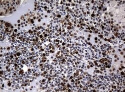 PCNA Monoclonal Antibody (OTI6B6), TrueMAB , OriGene 100 &mu;L; Unconjugated:Antibodies,
