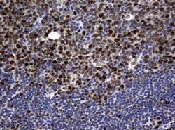 PCNA Monoclonal Antibody (OTI6B6), TrueMAB , OriGene 100 &mu;L; Unconjugated:Antibodies,