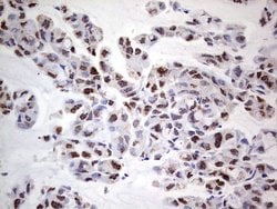 PCNA Monoclonal Antibody (OTI13G4), TrueMAB , OriGene 100 &mu;L; Unconjugated:Antibodies,