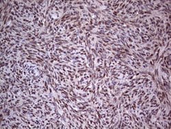 PCNA Monoclonal Antibody (OTI13G4), TrueMAB , OriGene:Antibodies:Primary