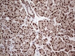 PCNA Monoclonal Antibody (OTI13G4), TrueMAB , OriGene 100 &mu;L; Unconjugated:Antibodies,