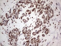 PCNA Monoclonal Antibody (OTI13G4), TrueMAB , OriGene 100 &mu;L; Unconjugated:Antibodies,
