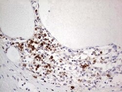 PCNA Monoclonal Antibody (OTI13G4), TrueMAB , OriGene 100 &mu;L; Unconjugated:Antibodies,