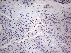 PCNA Monoclonal Antibody (OTI13G4), TrueMAB , OriGene 100 &mu;L; Unconjugated:Antibodies,