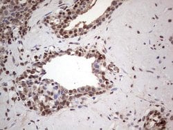 PCNA Monoclonal Antibody (OTI13G4), TrueMAB , OriGene 100 &mu;L; Unconjugated:Antibodies,