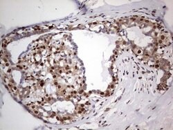 PCNA Monoclonal Antibody (OTI13G4), TrueMAB , OriGene 100 &mu;L; Unconjugated:Antibodies,
