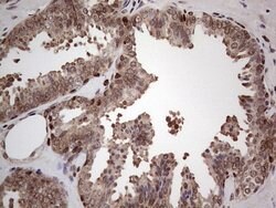 PCNA Monoclonal Antibody (OTI13G4), TrueMAB , OriGene 100 &mu;L; Unconjugated:Antibodies,