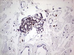 PCNA Monoclonal Antibody (OTI13G4), TrueMAB , OriGene 100 &mu;L; Unconjugated:Antibodies,