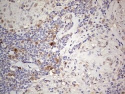 PCNA Monoclonal Antibody (OTI13G4), TrueMAB , OriGene 100 &mu;L; Unconjugated:Antibodies,