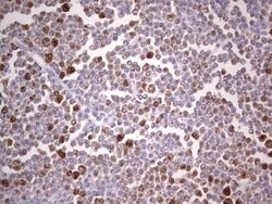 PCNA Monoclonal Antibody (OTI13G4), TrueMAB , OriGene 100 &mu;L; Unconjugated:Antibodies,