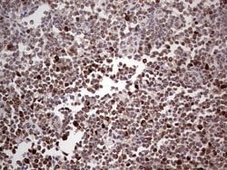 PCNA Monoclonal Antibody (OTI13G4), TrueMAB , OriGene 100 &mu;L; Unconjugated:Antibodies,