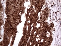 PCNA Monoclonal Antibody (OTI13G4), TrueMAB , OriGene 100 &mu;L; Unconjugated:Antibodies,