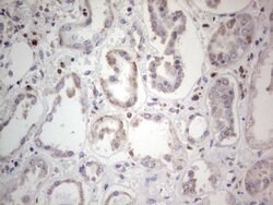 PCNA Monoclonal Antibody (OTI13G4), TrueMAB , OriGene 100 &mu;L; Unconjugated:Antibodies,