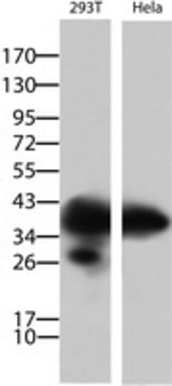 PCNA Mouse anti-Human, Clone: OTI4G3, lyophilized, TrueMAB 100 &mu;g; Unconjugated:Antibodies,