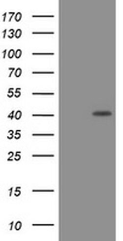 PCNA Monoclonal Antibody (OTI4A2), TrueMAB , OriGene 100 &mu;L; Unconjugated:Antibodies,