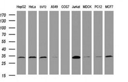 PCNA Monoclonal Antibody (OTI4A2), TrueMAB , OriGene 100 &mu;L; Unconjugated:Antibodies,