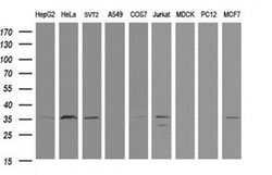 PCNA Monoclonal Antibody (OTI5F9), TrueMAB , OriGene 100 &mu;L; Unconjugated:Antibodies,