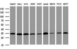 PCNA Mouse anti-Human, Clone: OTI3D6, lyophilized, TrueMAB 100 &mu;g; Unconjugated:Antibodies,