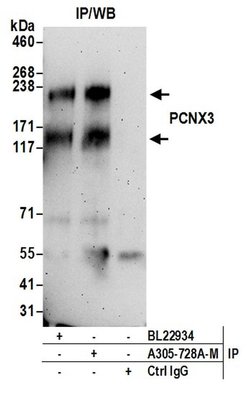 PCNX3 Polyclonal Antibody, Bethyl Laboratories 20 &mu;L; Unconjugated:Antibodies,