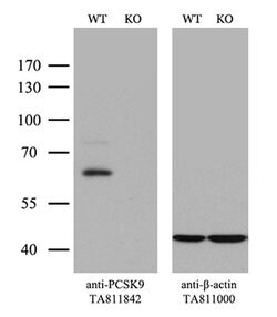 PCSK9 Monoclonal Antibody (OTI8C12), TrueMAB , OriGene 100 &mu;L; Unconjugated:Antibodies,