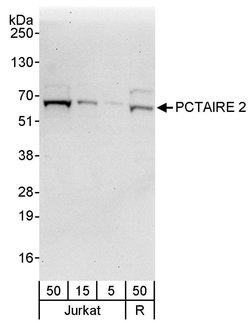 PCTAIRE 2 Rabbit anti-Human, Polyclonal, Bethyl Laboratories 100 &mu;L | Buy Online | Bethyl Laboratories, Inc | Fisher Scientific