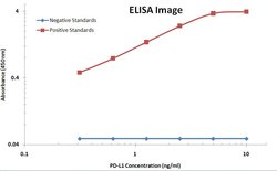 PD-L1 Mouse anti-Human, Clone: OTI9E12, liquid, TrueMAB 100 &mu;L; Unconjugated:Antibodies,