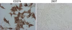 PD-L1 Mouse anti-Human, Clone: OTI9E12, liquid, TrueMAB 100 &mu;L; Unconjugated:Antibodies,