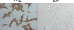 PD-L1 Monoclonal Antibody (OTI13G7), TrueMAB , OriGene 100 &mu;L; Unconjugated:Antibodies,