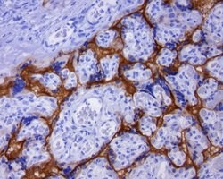 PD-L1 Rabbit anti-Human, liquid, TrueRAB 30 &mu;L; Unconjugated:Antibodies,
