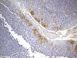 PD-L1 Mouse anti-Human, Clone: UMAB229, liquid, UltraMAB 30 &mu;L; Unconjugated:Antibodies,