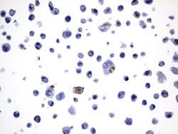 PD-L1 Mouse anti-Human, Clone: UMAB229, liquid, UltraMAB 30 &mu;L; Unconjugated:Antibodies,