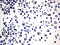 PD-L1 Mouse anti-Human, Clone: UMAB229, liquid, UltraMAB 30 &mu;L; Unconjugated:Antibodies,