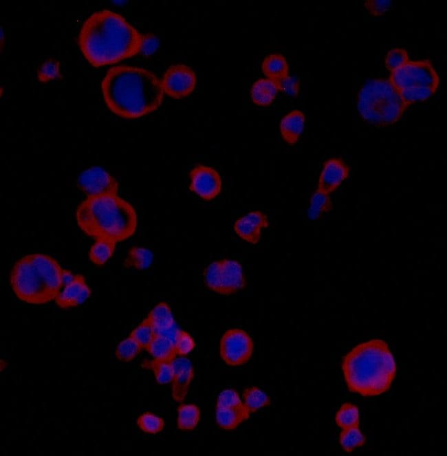 PDL1 Rabbit Monoclonal Antibody (BLR020E), Bethyl