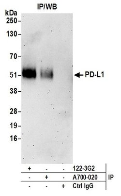 PD-L1 Recombinant Rabbit Monoclonal Antibody (BLR020E), Bethyl Laboratories:Antibodies:Primary