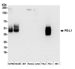 PD-L1 Recombinant Rabbit Monoclonal Antibody (BLR020E), Bethyl Laboratories:Antibodies:Primary
