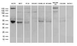PD-L1 Monoclonal Antibody (OTI9E10), TrueMAB , OriGene 100 &mu;L; Unconjugated:Antibodies,
