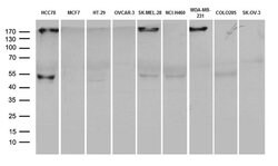 PD-L1 Mouse anti-Human, Clone: OTI20G10, lyophilized, TrueMAB 100 &mu;g;