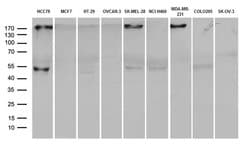 PD-L1 Monoclonal Antibody (OTI20G10), TrueMAB , OriGene 100 &mu;L; Unconjugated:Antibodies,
